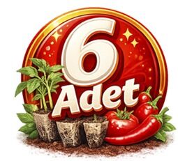 6'lı Fide Paketleri